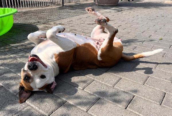 MAYA AMSTAFF Foto 2
